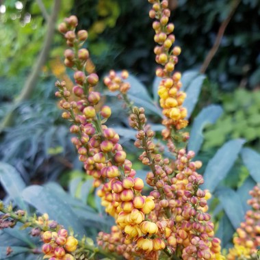 mahonia volcano (3)